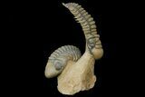 Flying Crotalocephalina Trilobite With Reedops - Atchana, Morocco #170751-1